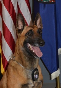 Gunner dog image